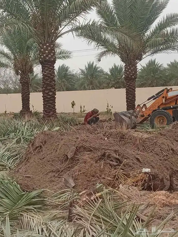 نخل للبيع 7
