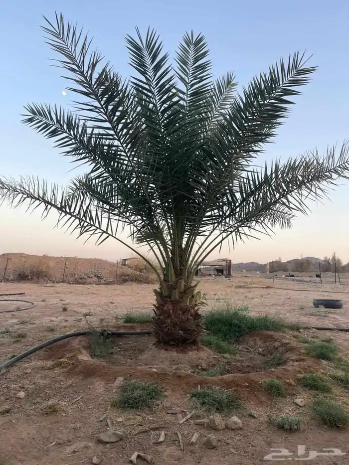 للبيع جميع انواع انخيل 3
