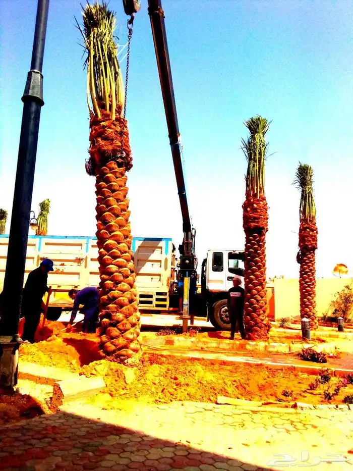 نخل مثمر للبيع نقايل جثايث فسائل نخل واشنطني زينه واشنطنيا 6