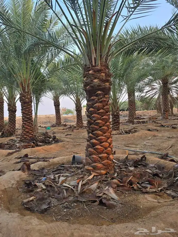 نخل واشجار 4