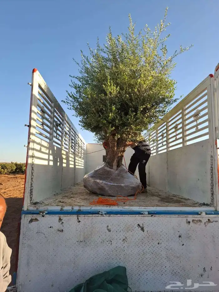 اشجار الزيتون الصناعي والطبيعي معمر 5