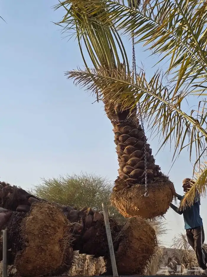 نخيل البيع الطايف عشيرة العرفاء الحويه الوصليه السيل الكبير 2