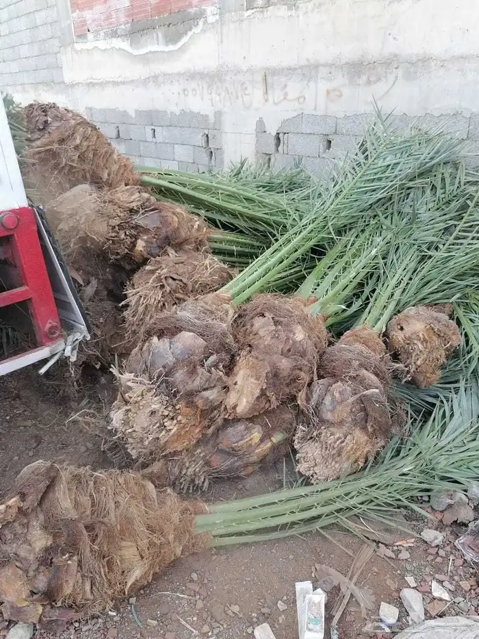 يوجد لدينا جميع انواع أنخيل للبيع 3