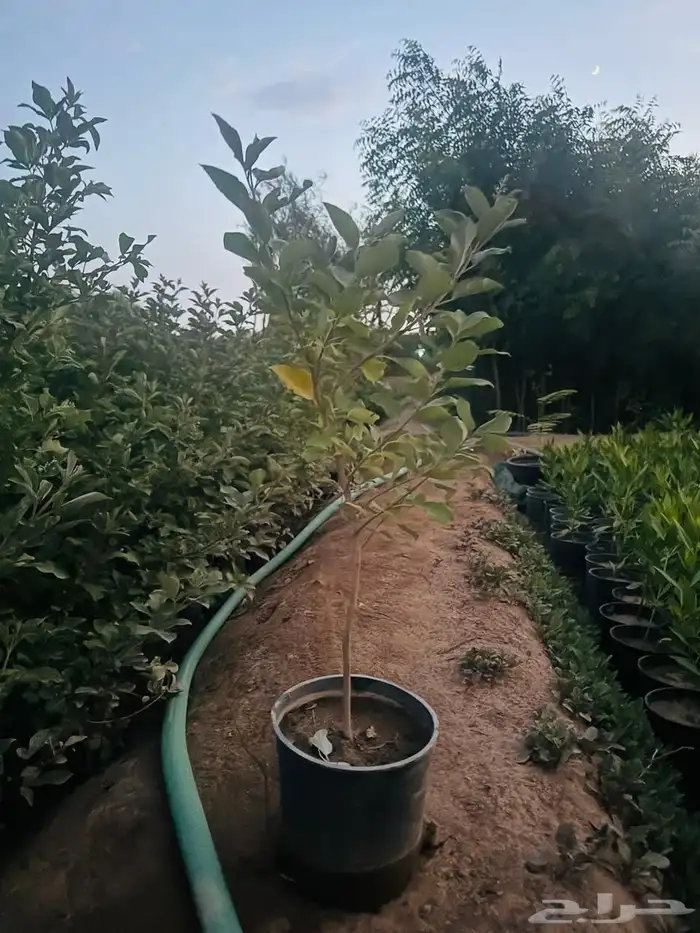 مشتل الجموم الجميع انواع اشجار 2