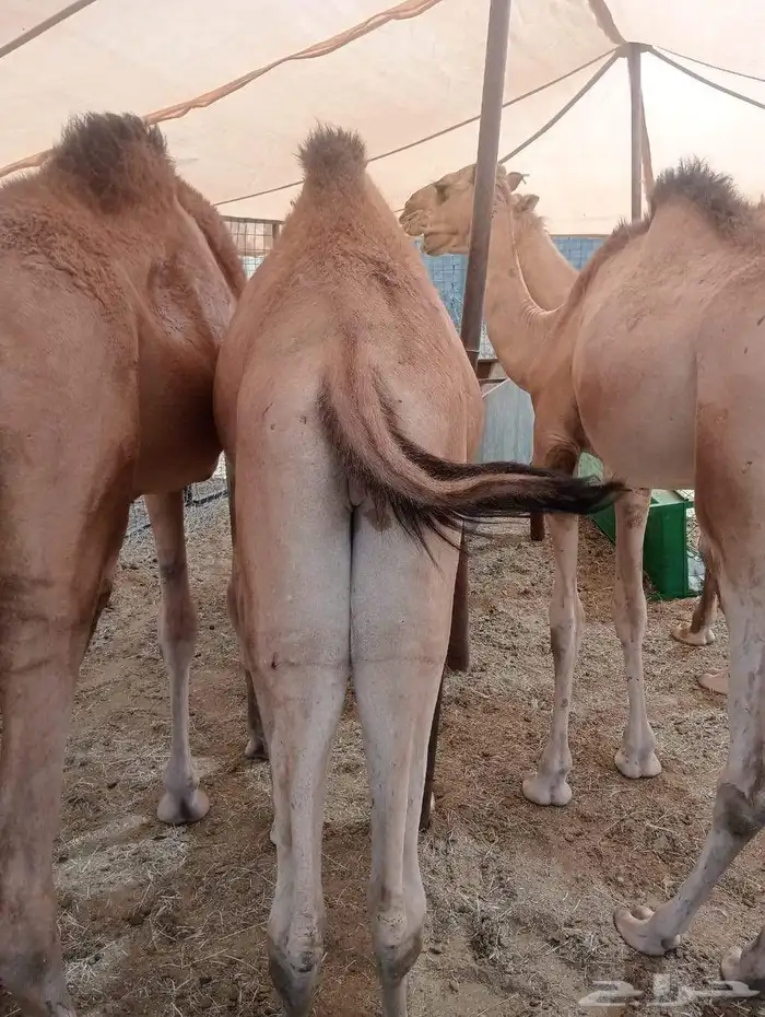 قعدان صوماليه مرابي فاخره 0