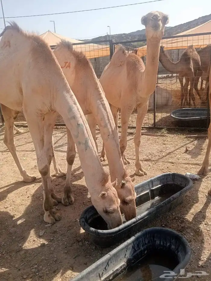 قعدان صوماليه مرابي فاخره 6