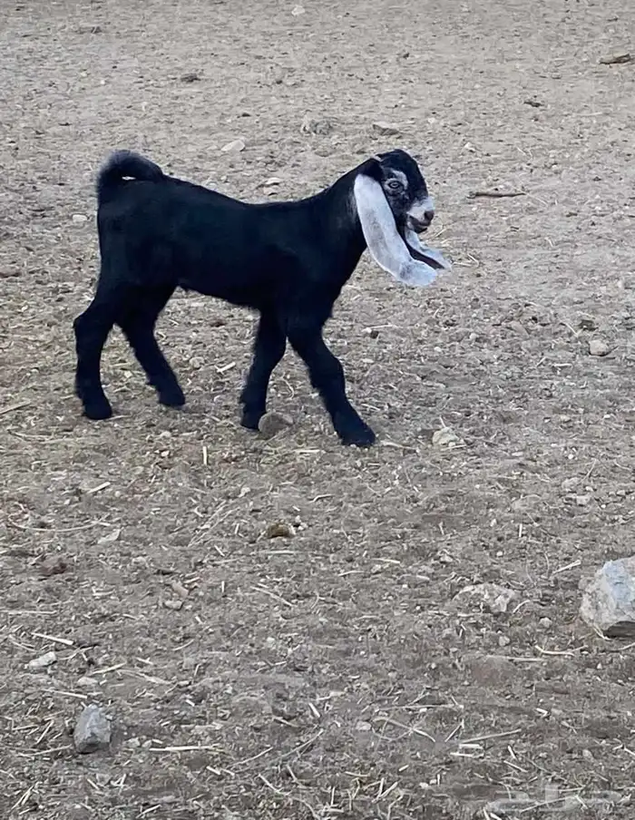 تيوس مشاريع اعمارها شهر للبيع صنف نادر كلها توأم 3
