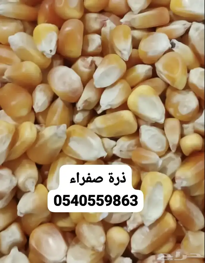 شعير مجروش للحلال 2