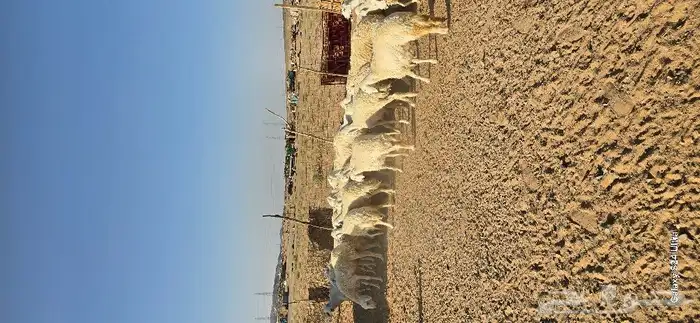 غنم حرش طيبه صنف الصنف 27 راس دفيع وضراب 0