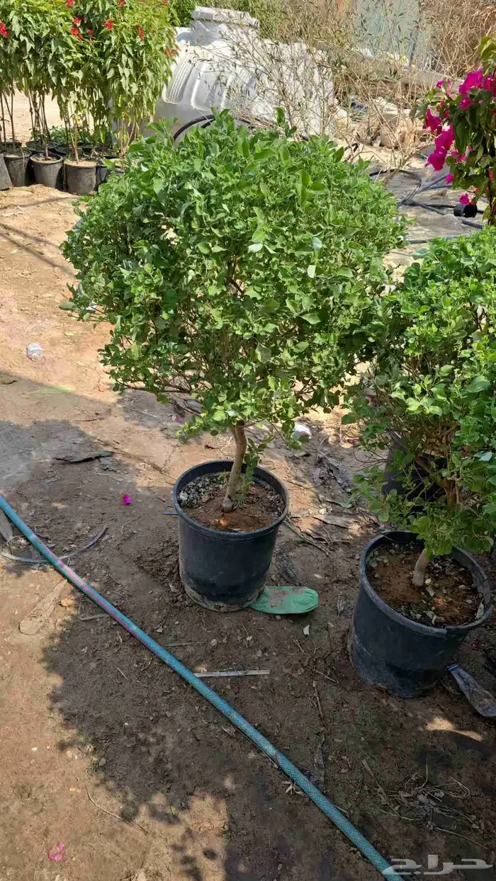 تنسيق حدئق الدمام 3