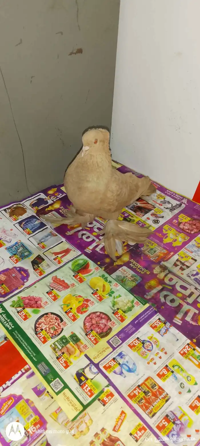 Single male pigeon حمامة مغنية ذكر 0