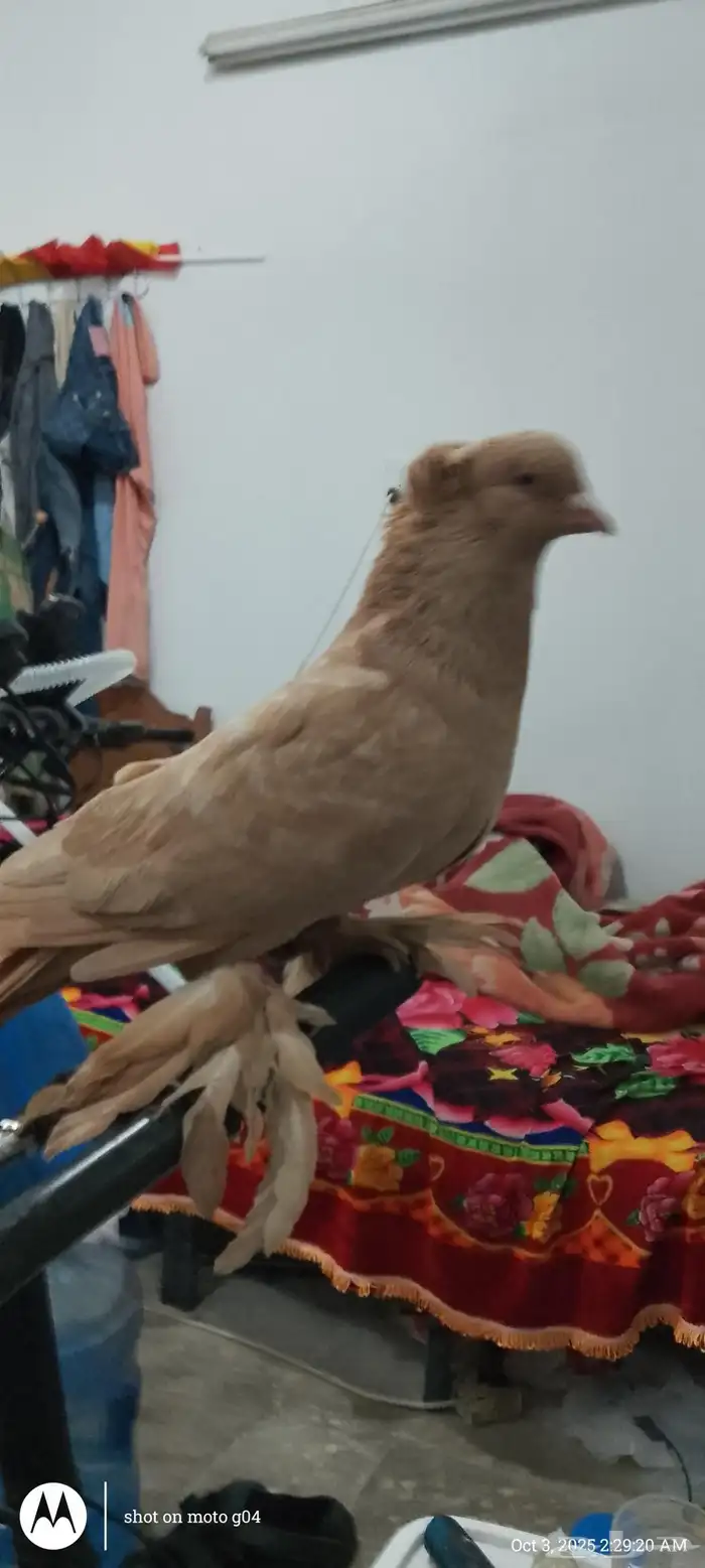 Single male pigeon حمامة مغنية ذكر 2