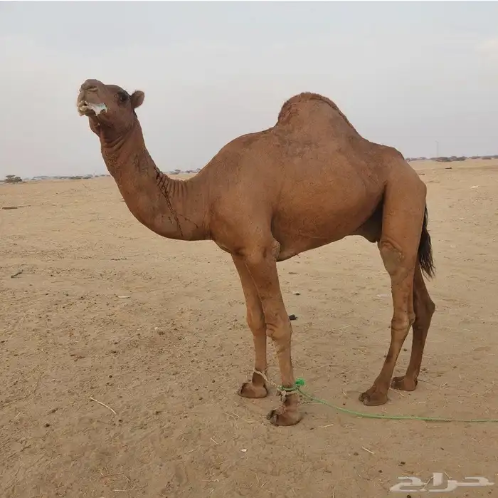 قعود ساحلي احمر المظيلف 0