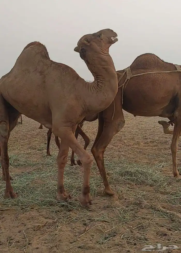 قعود ساحلي احمر المظيلف 2
