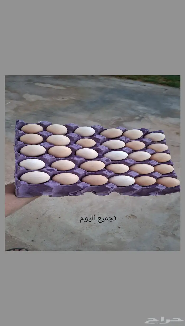 دجاج بياض للبيع 5