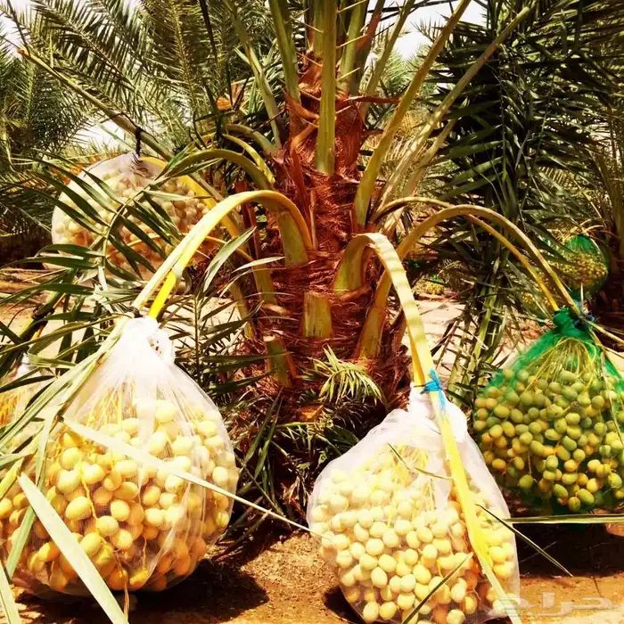 نخل مثمر فاخر للبيع نقايل جثايث فسائل منوعه توريد وزراعه نخي 2