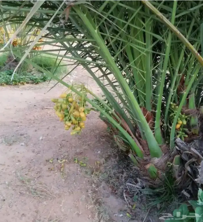 ابو ياسر لجميع انواع النخيل وشغل الشبوك لتوصيل جميع أنحاء ال 1