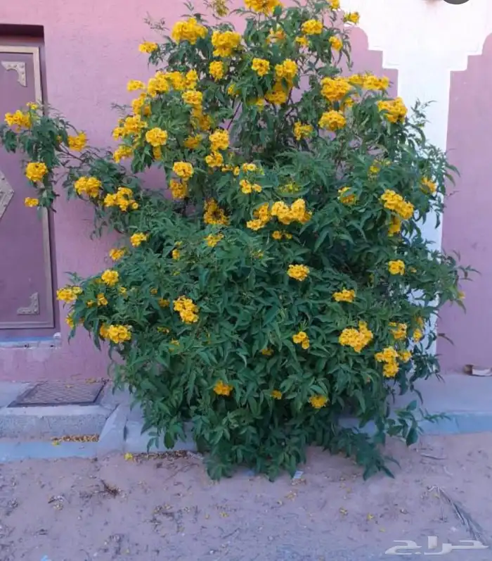تنسيق حدائق 3