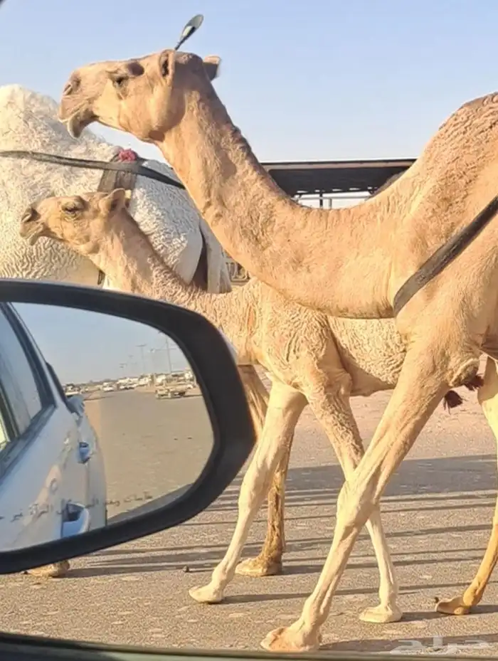 قعود ثني رماني على فاهيان بعير علي الهدلاء إنتاجه طيب 3