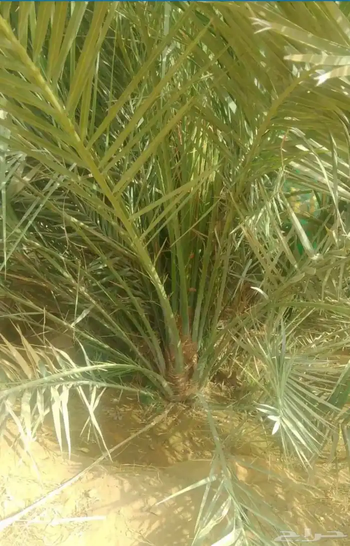 يوجد لدينا نقايل و فسائل 6