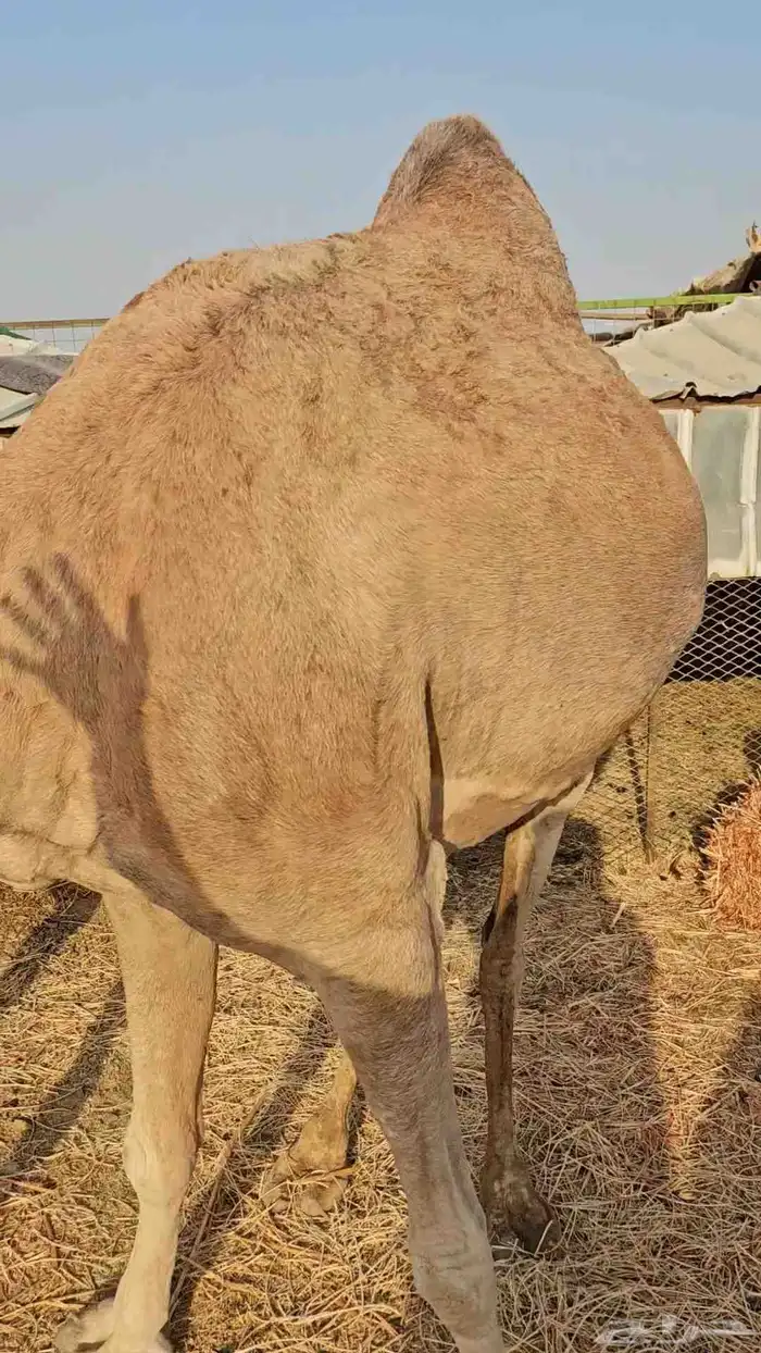 ناقه عادي مشروطه من الحي 2