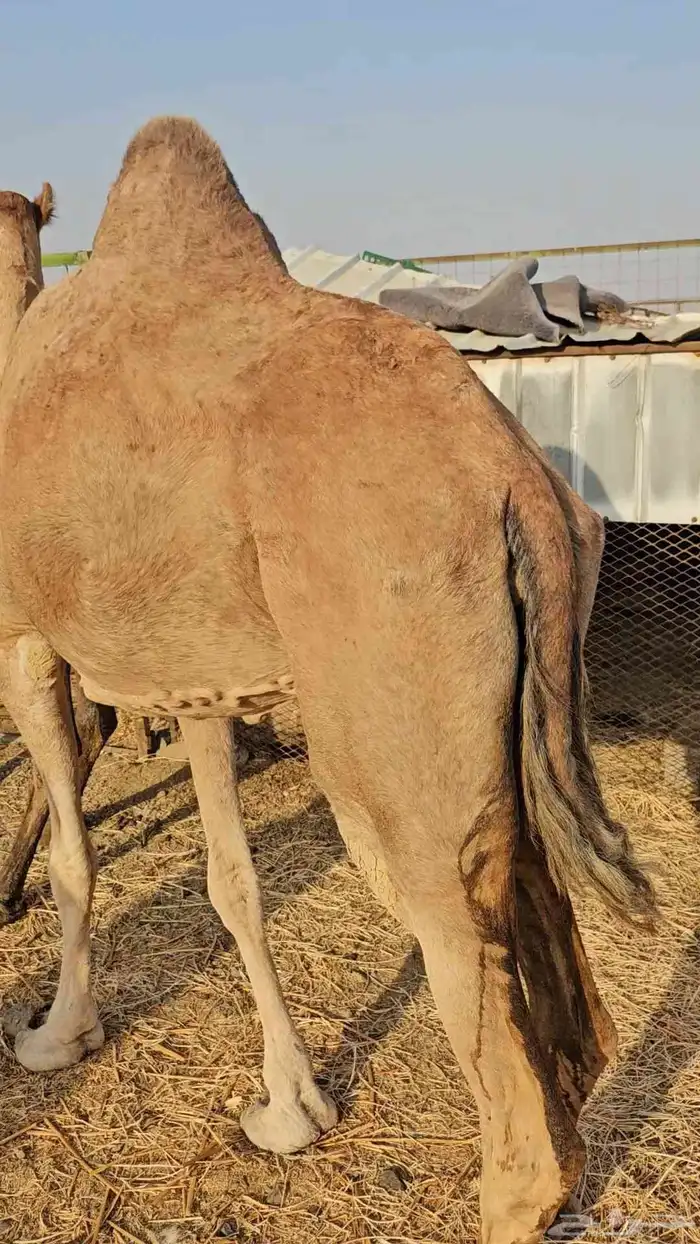 ناقه عادي مشروطه من الحي 4