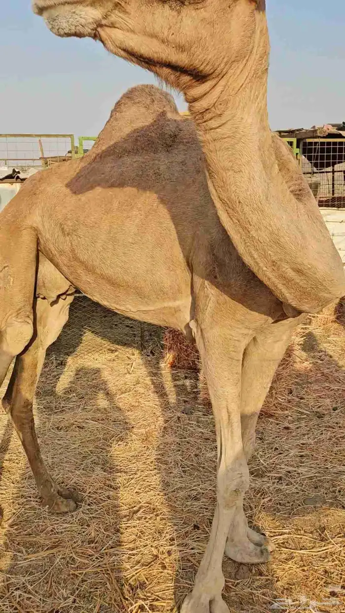 ناقه عادي مشروطه من الحي 1