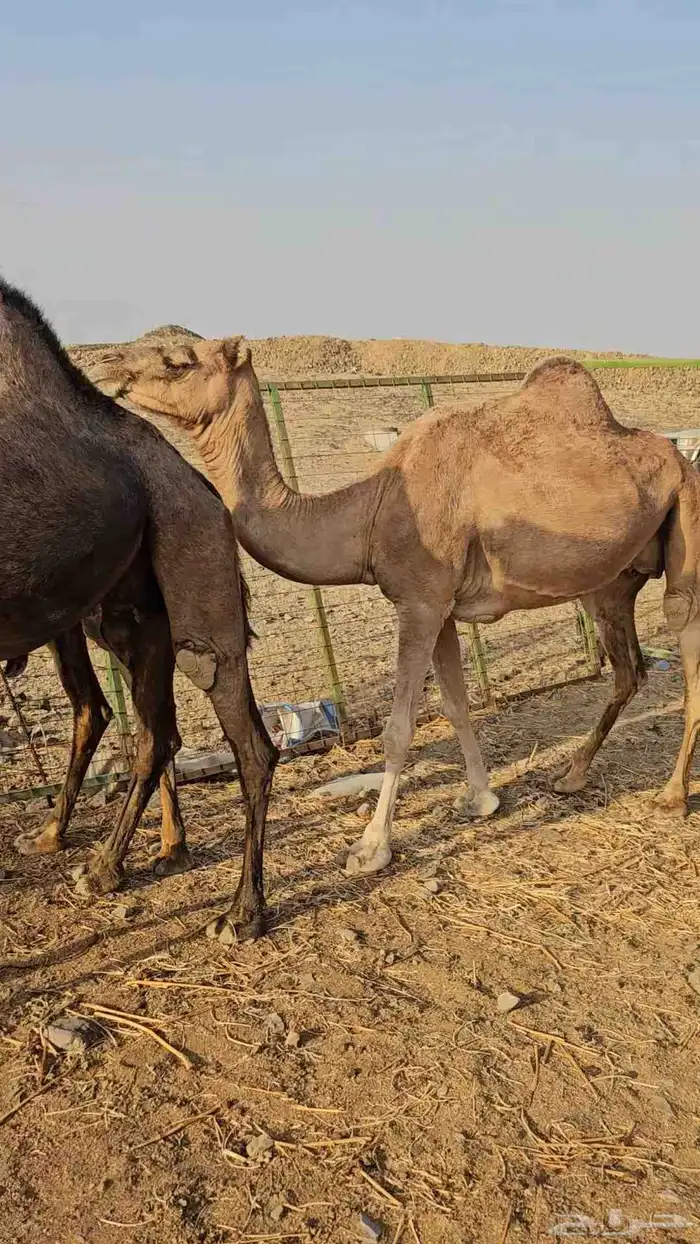 ناقه عادي مشروطه من الحي 0