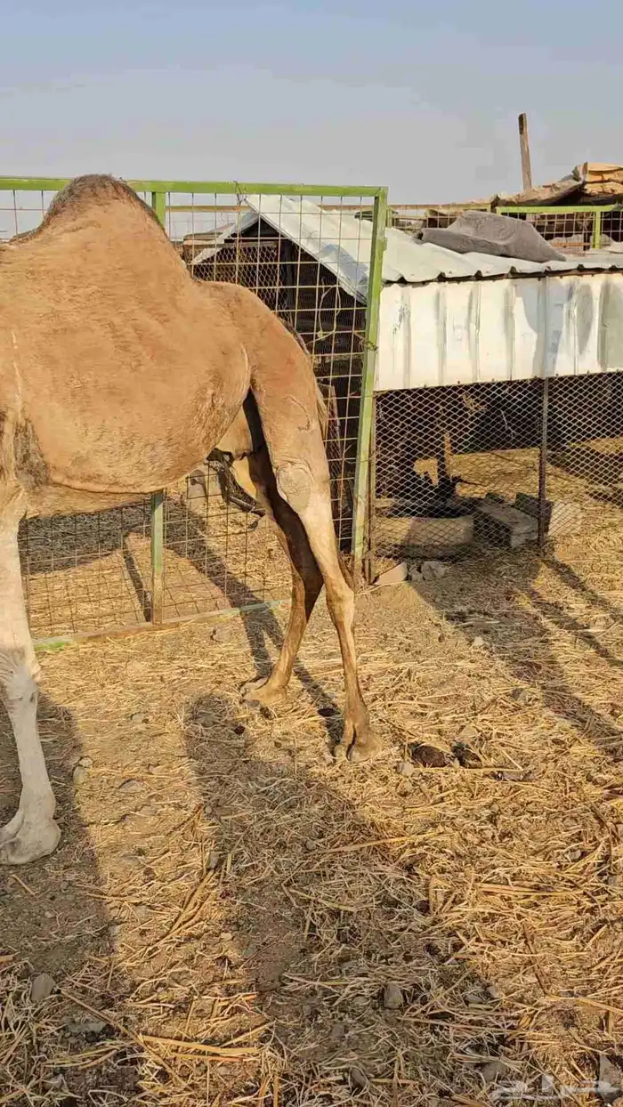 ناقه عادي مشروطه من الحي 6