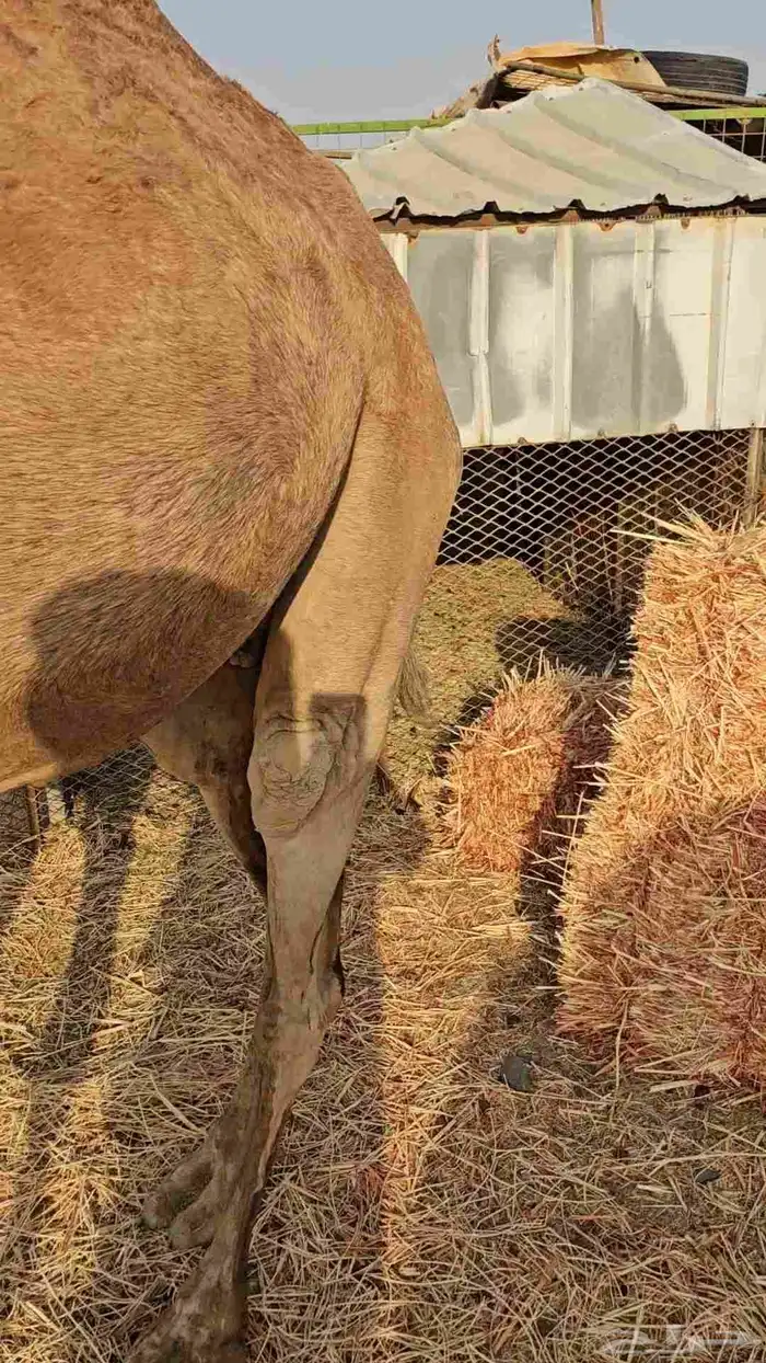 ناقه عادي مشروطه من الحي 3