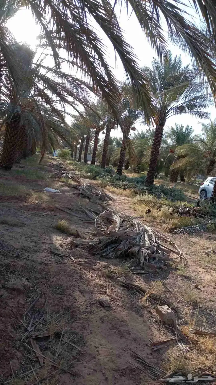 نخل للبيع الرس وضوحيها 2