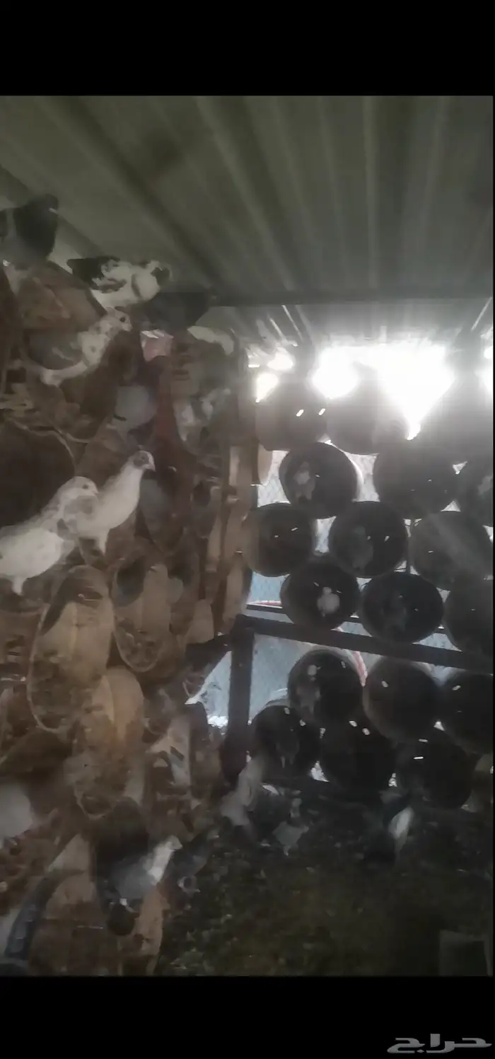 حمام زاجل للبيع على السوم 7