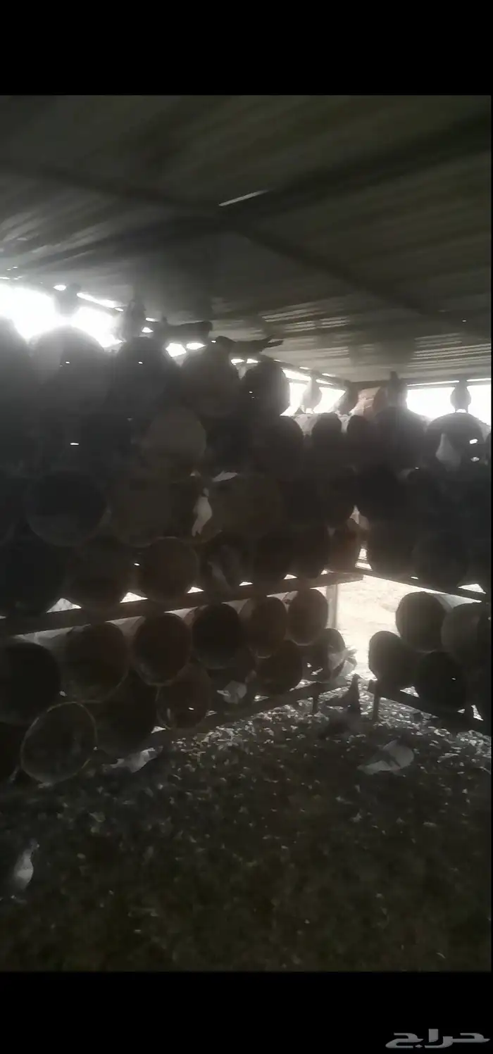 حمام زاجل للبيع على السوم 3
