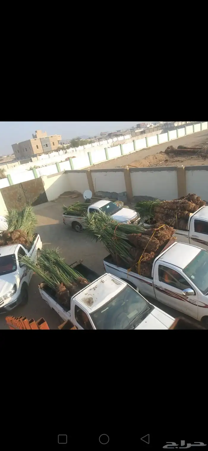 يوجد لدينا فسايل نخيل جميع الأنواع متوفرة   أحجام مختلفة 0