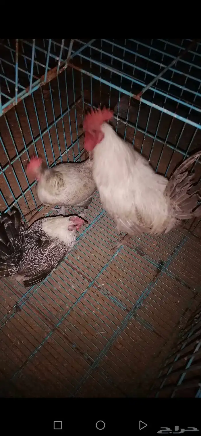 طقم دجاج فيومي المنيوم للبيع على السوم منتج 3