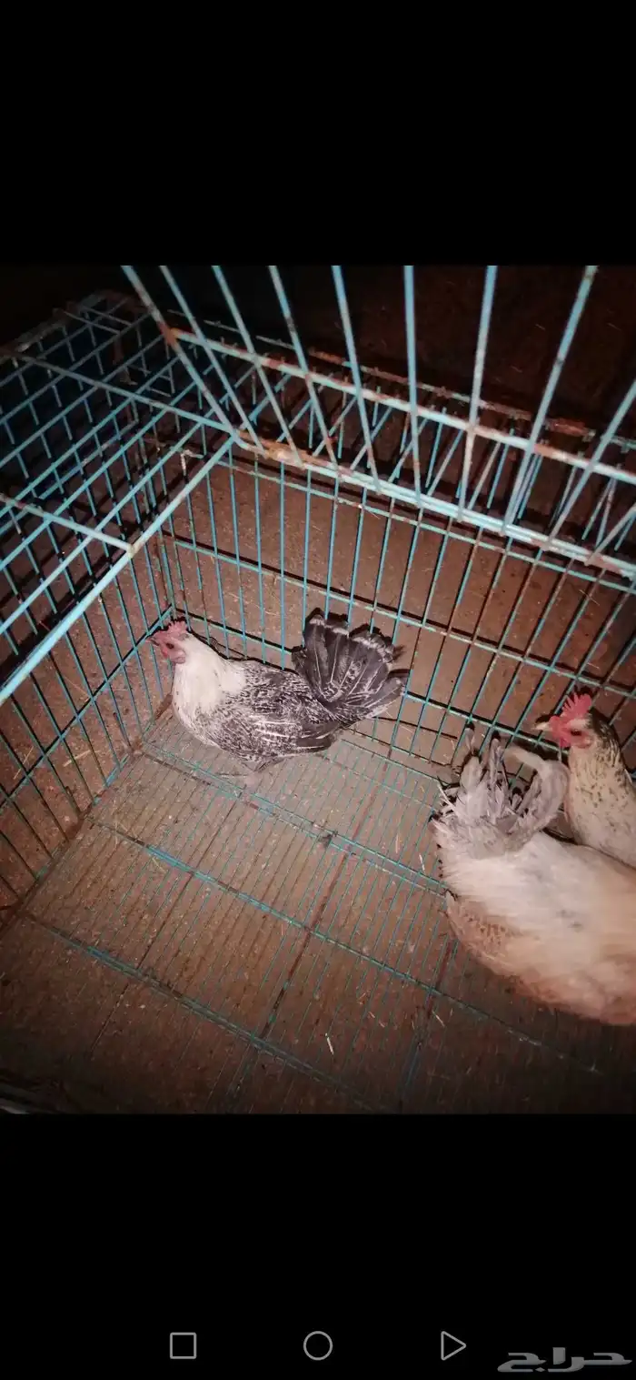 طقم دجاج فيومي المنيوم للبيع على السوم منتج 0