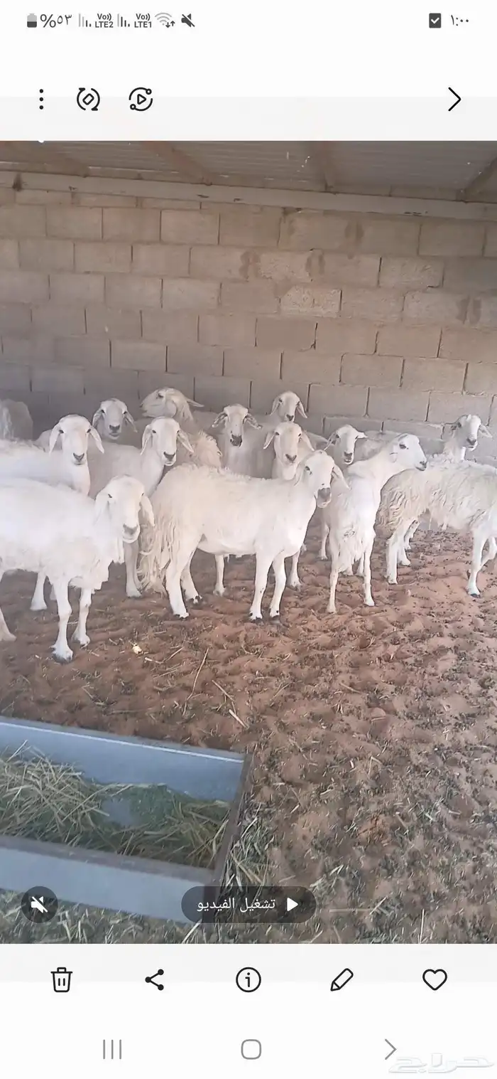 للبيع غنم حريه 1