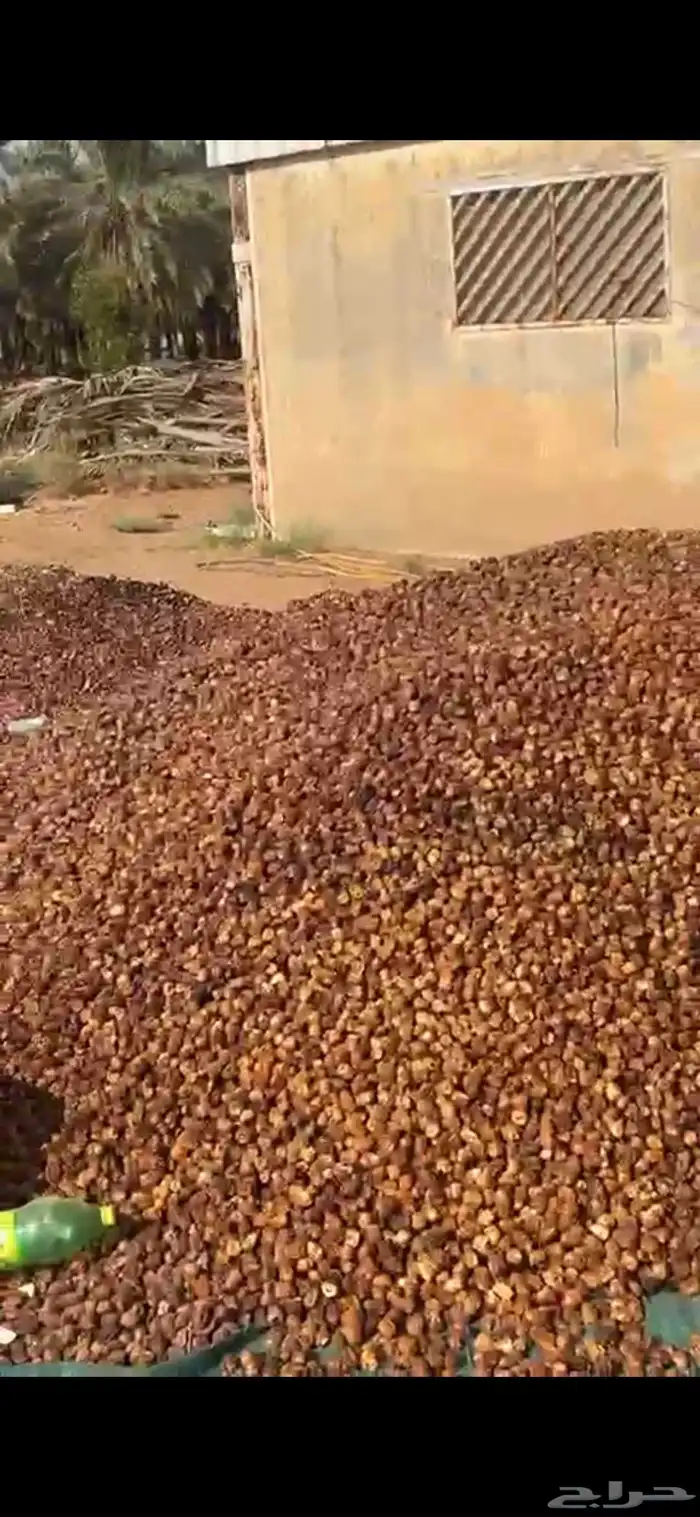 تمر علف ناشف 0