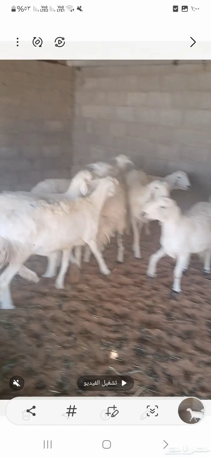 للبيع غنم حريه 0