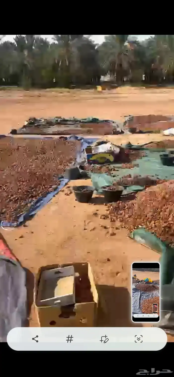 تمر علف ناشف 7