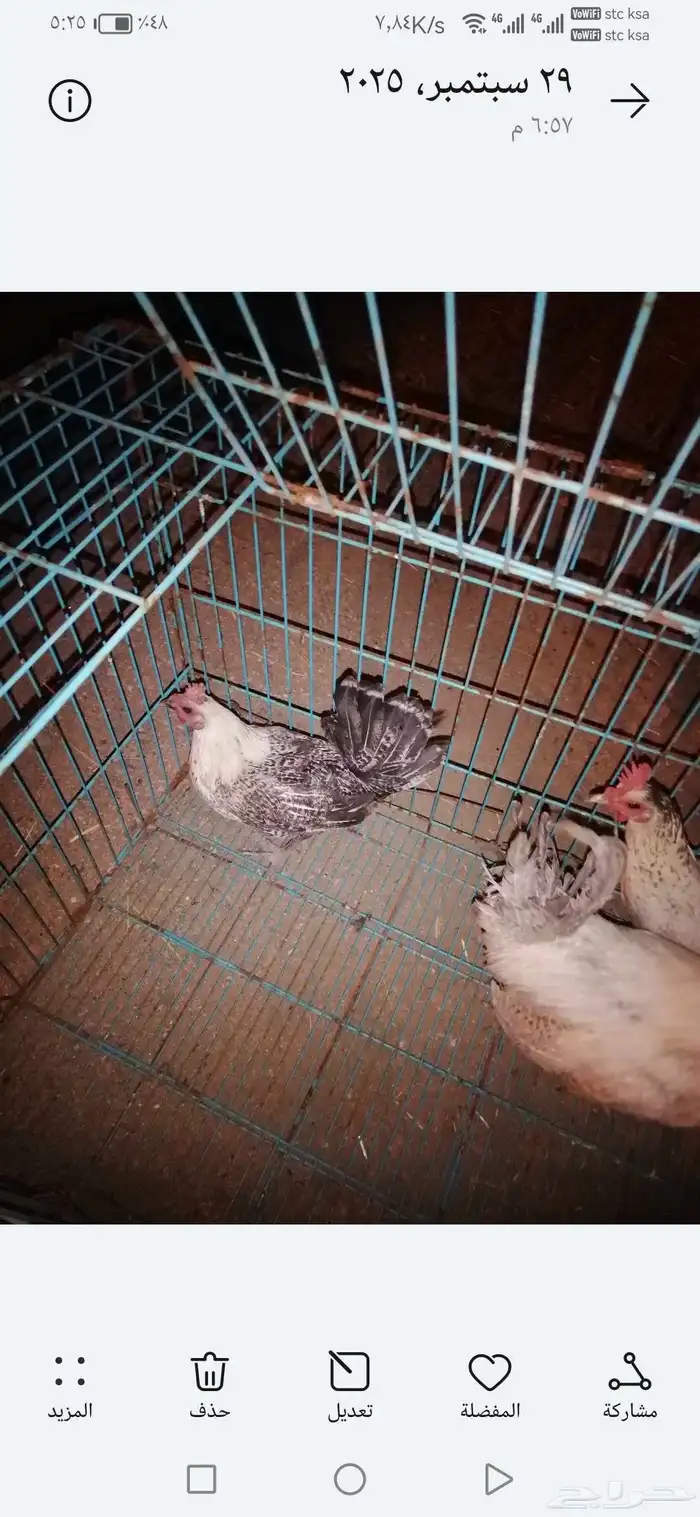 طقم دجاج فيومي المنيوم للبيع على السوم منتج 1