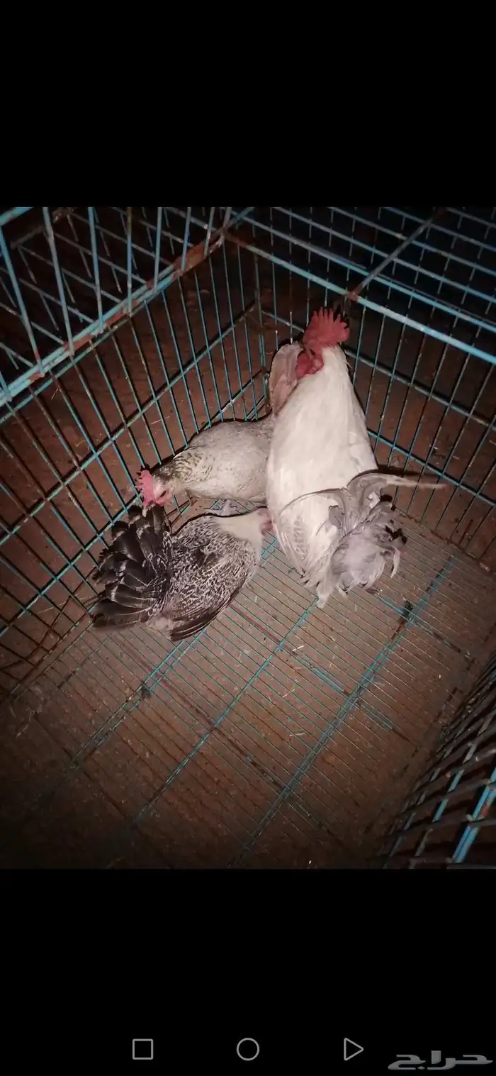 طقم دجاج فيومي المنيوم للبيع على السوم منتج 2