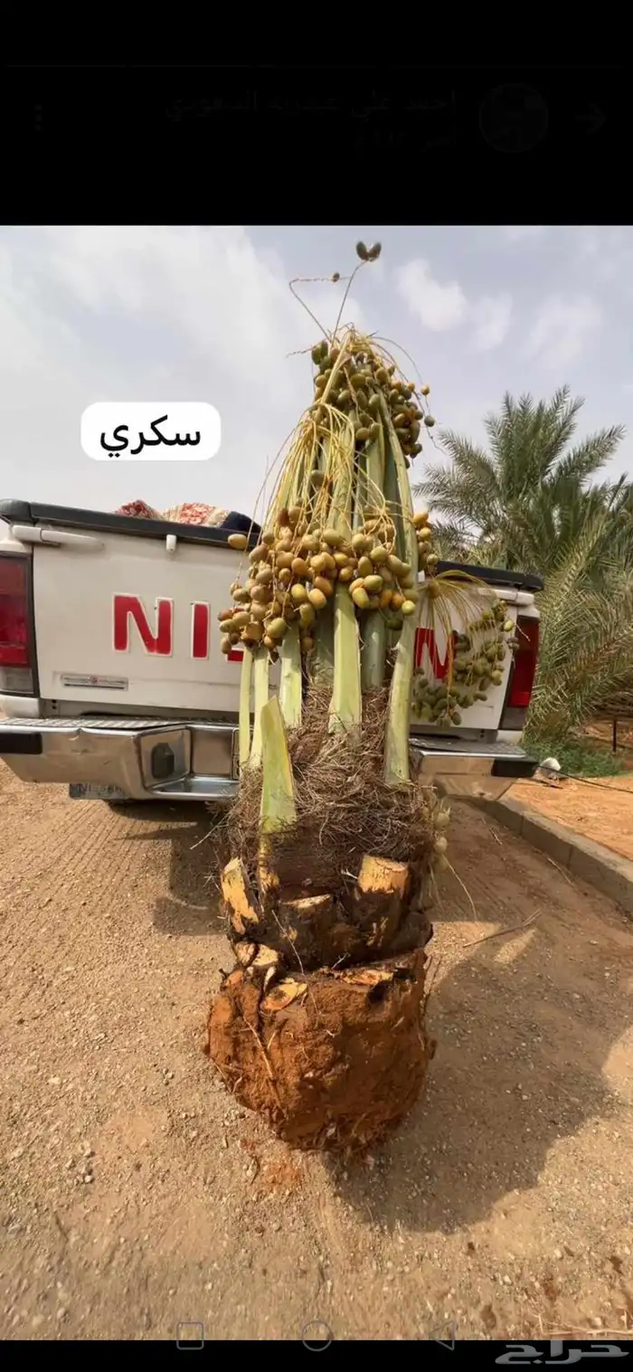 يوجد لدينا فسايل نخيل جميع الأنواع متوفرة   أحجام مختلفة 3