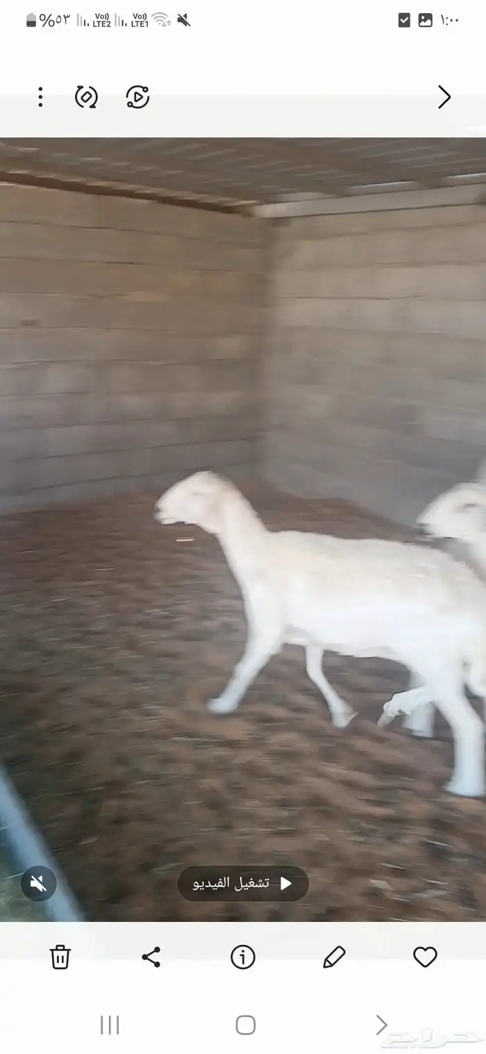 للبيع غنم حريه 2