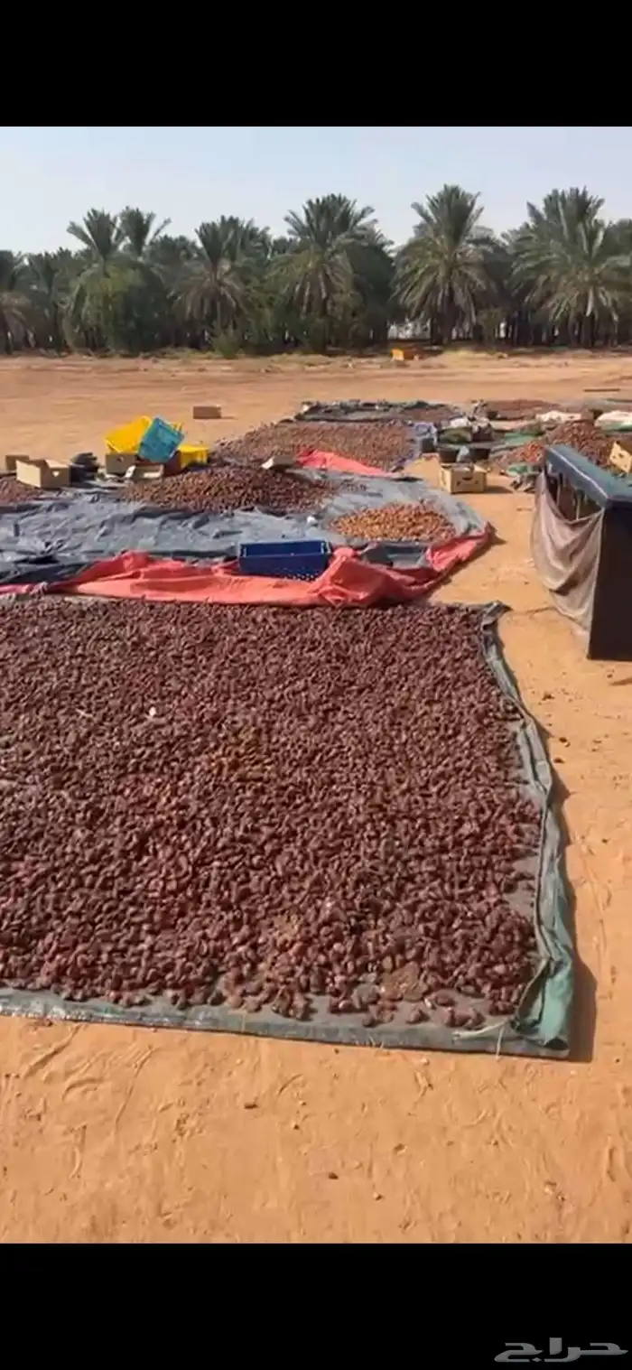 تمر علف ناشف 6