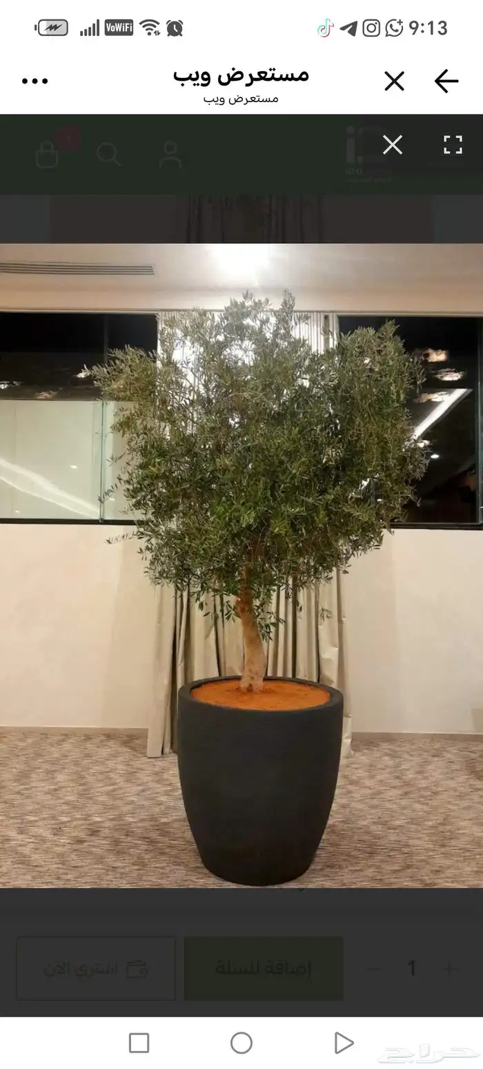 نوافير سورية و زيتون سوري 2