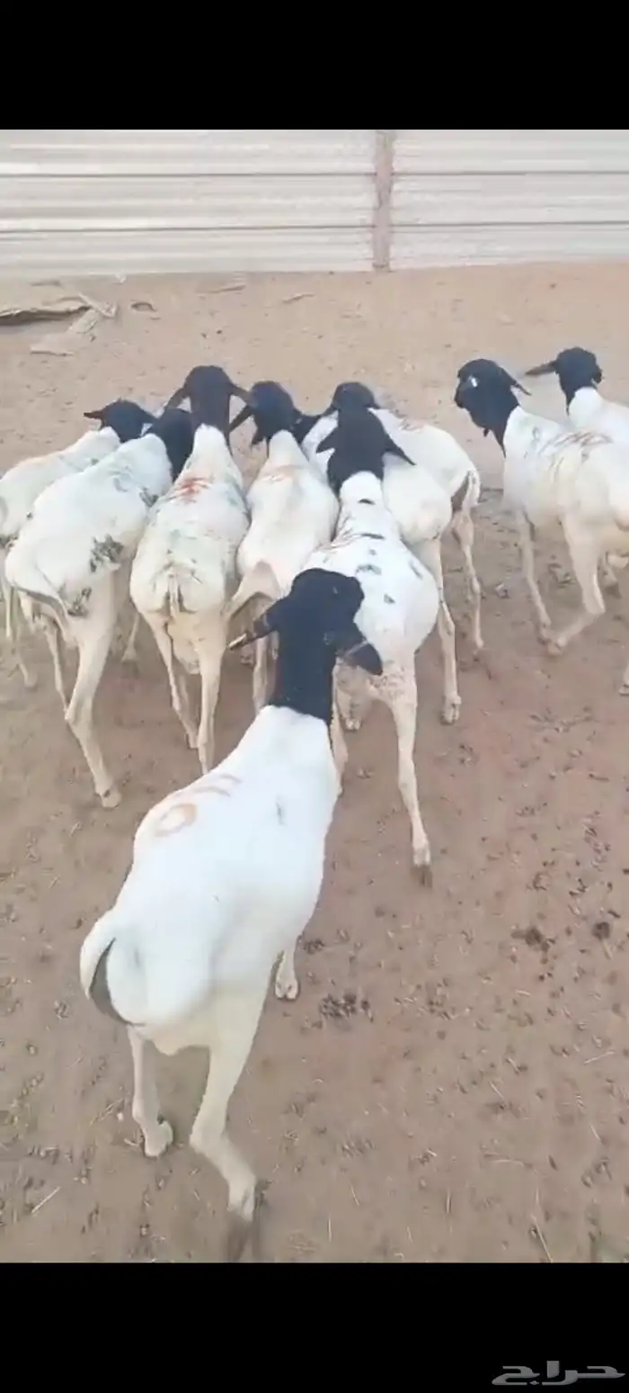 بالخرج برابر مرابي جذعان وشرط اللحمة 3
