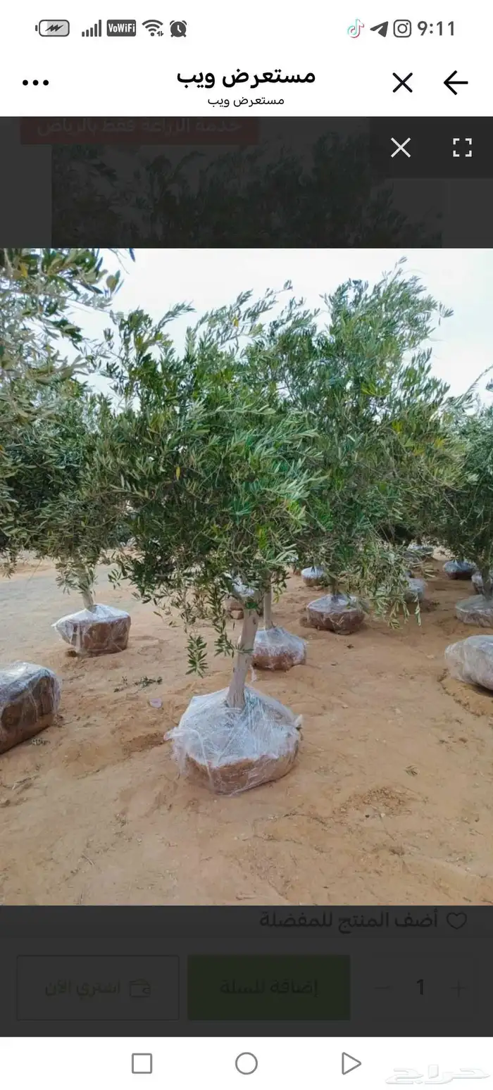 نوافير سورية و زيتون سوري 1