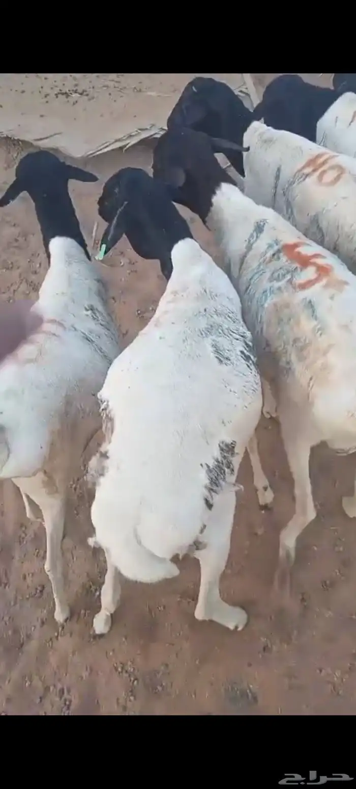 بالخرج برابر مرابي جذعان وشرط اللحمة 1