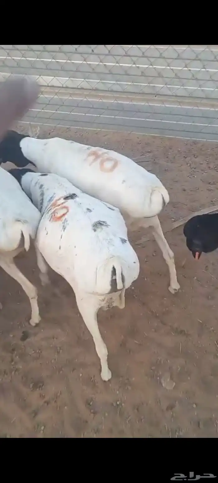 بالخرج برابر مرابي جذعان وشرط اللحمة 0